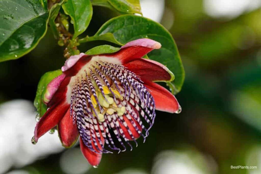 tropical passion vines