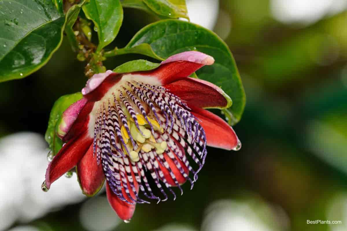 tropical passion vines