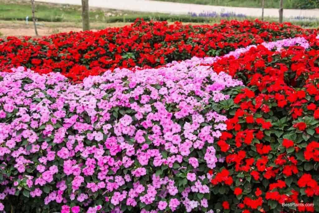 annual biennial perennial