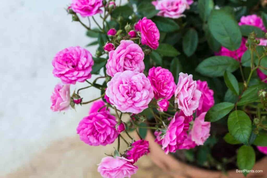 Growing Miniature roses Indoors