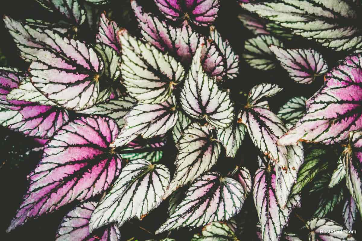 Growing Begonia Miniatures