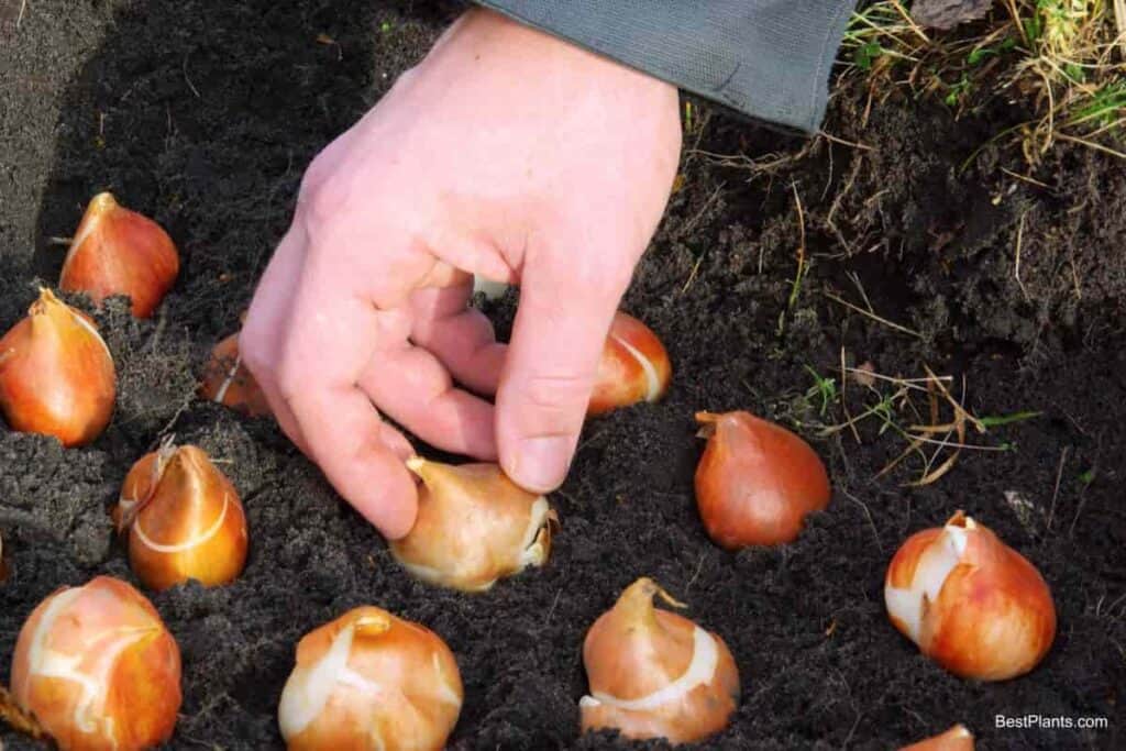 Autumn Bulb Planting Time