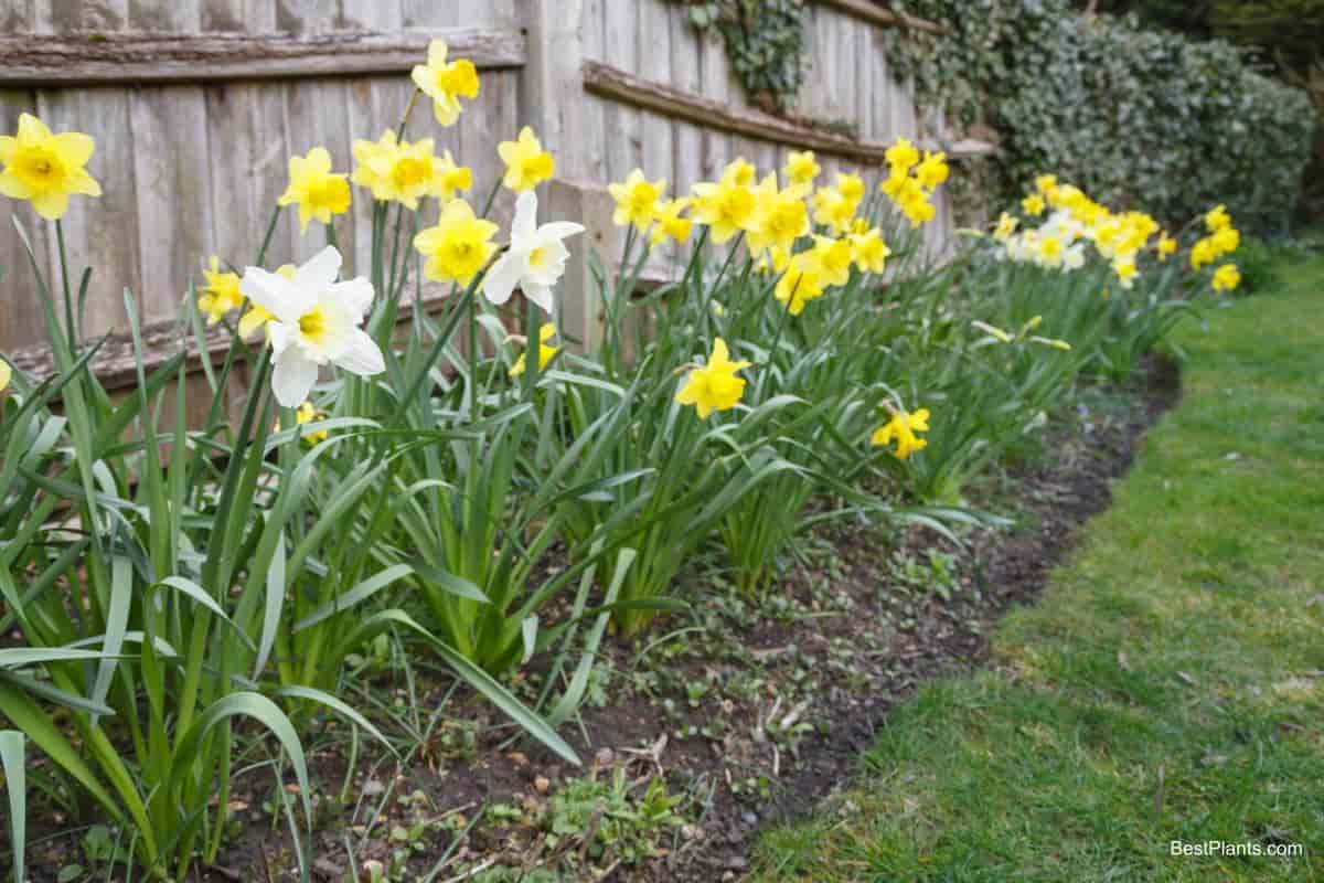 Dainty and Delicate British Daffodils