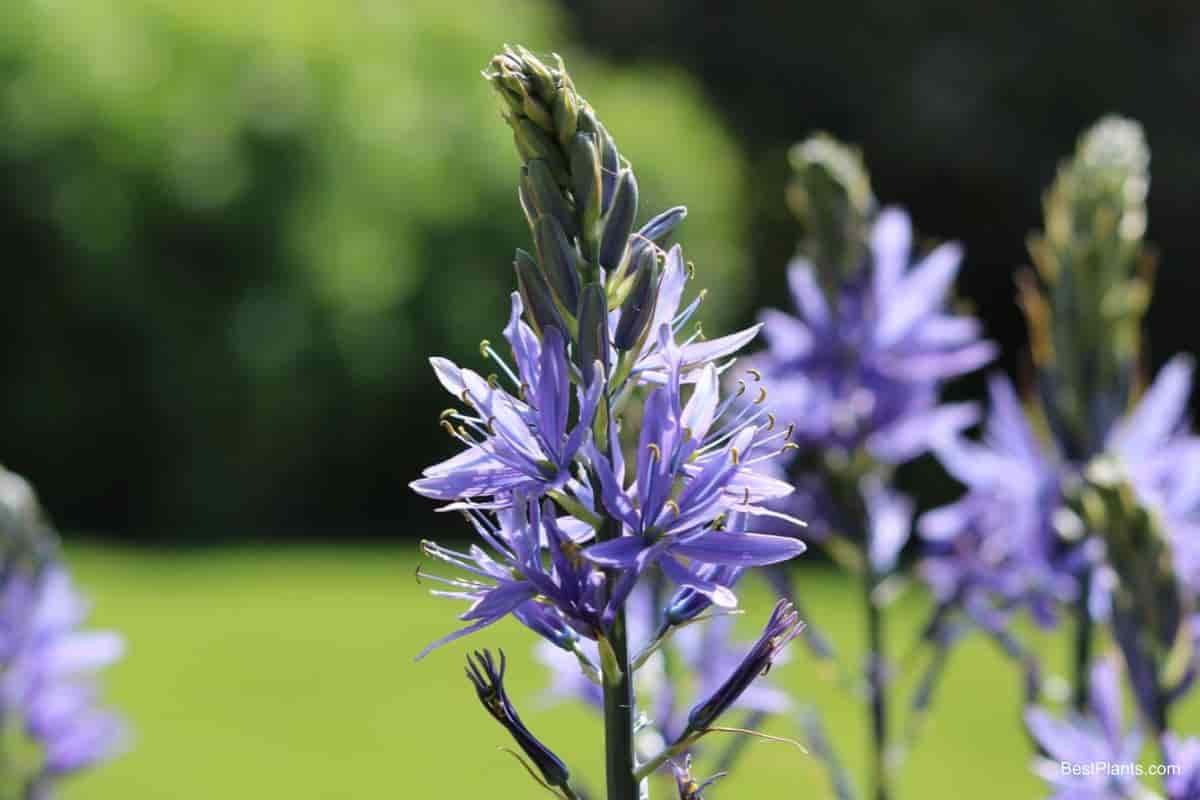 Camassias Bulbs