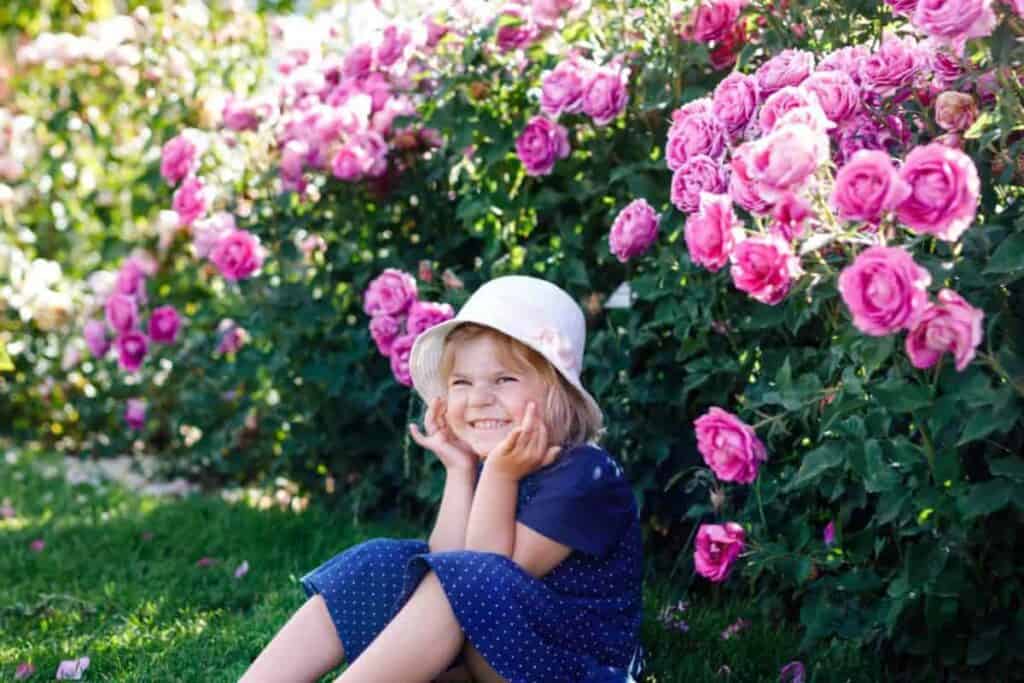 Best Roses