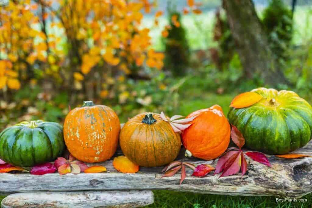 Squash and Pumpkin