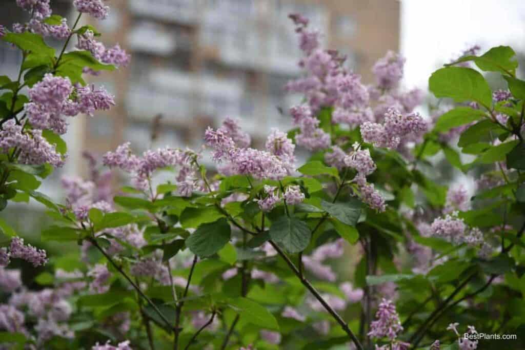 Syringa Wolf