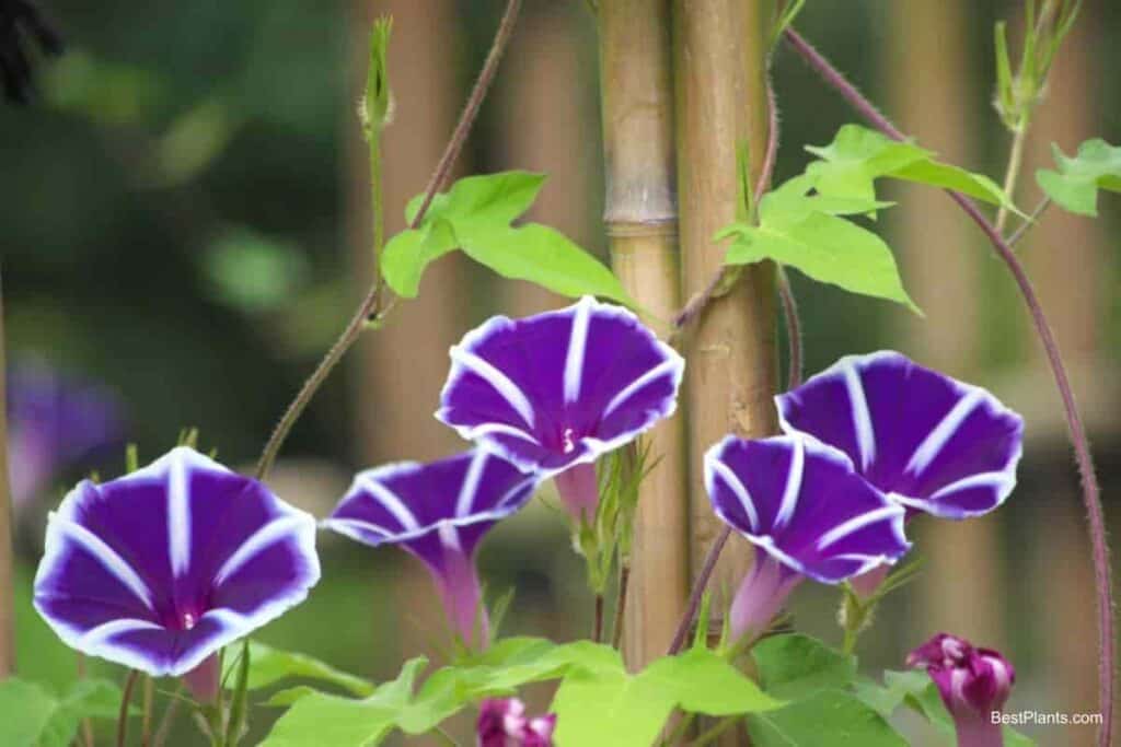 Using Climbing Plants