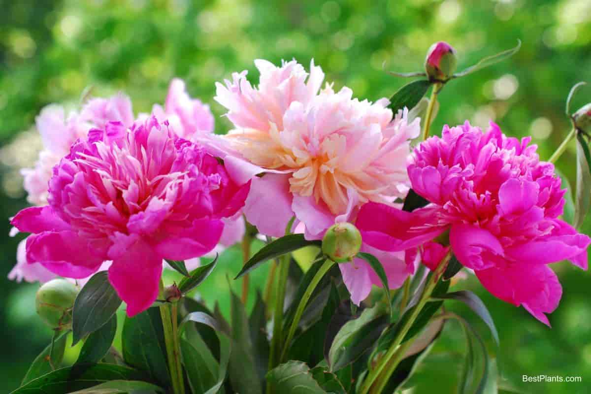 Peony Growing Specialist Advice