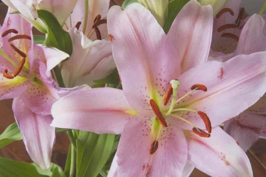 New Lilies