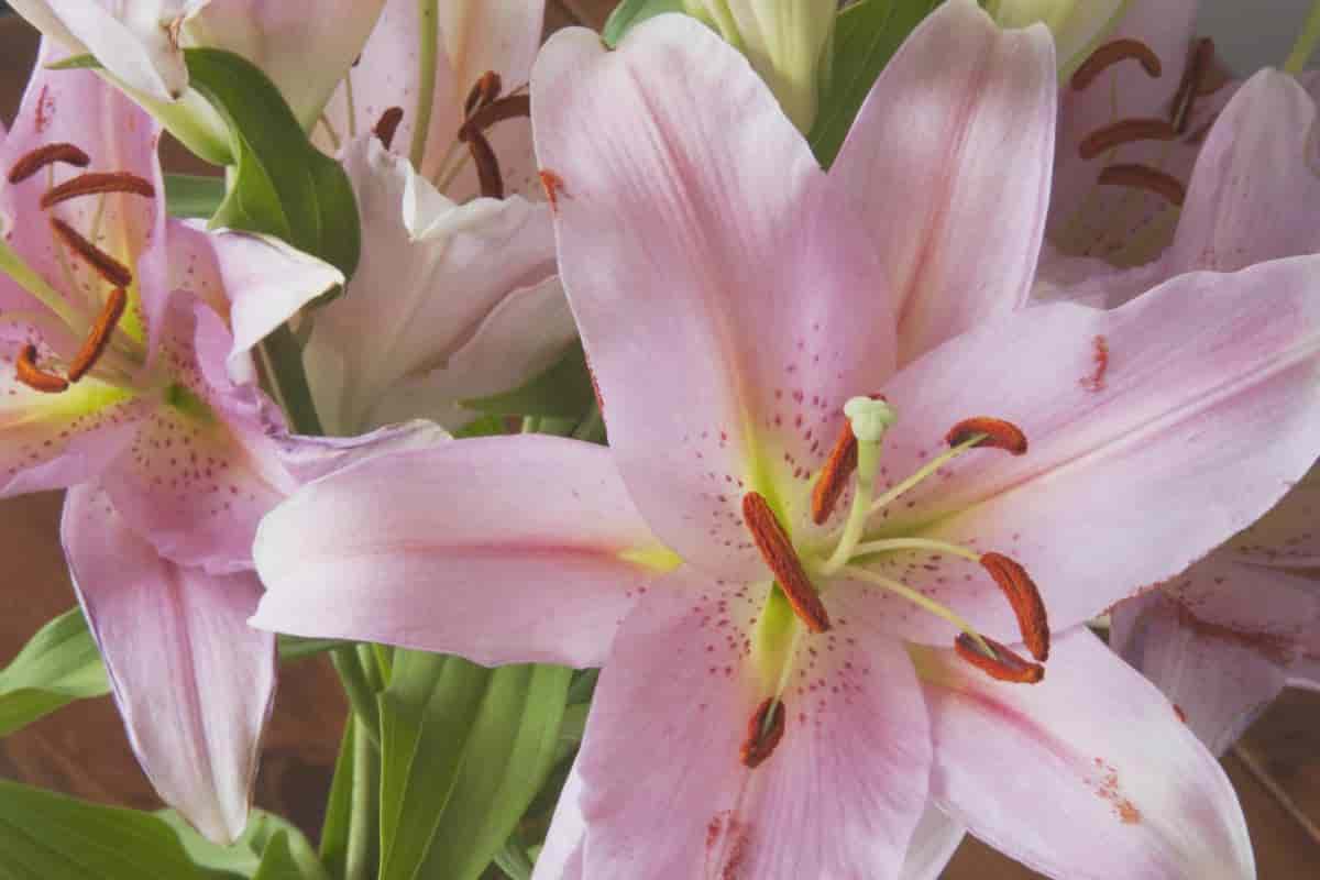 New Lilies