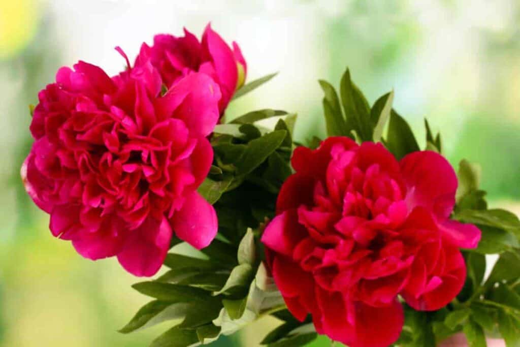 Tree Peonies