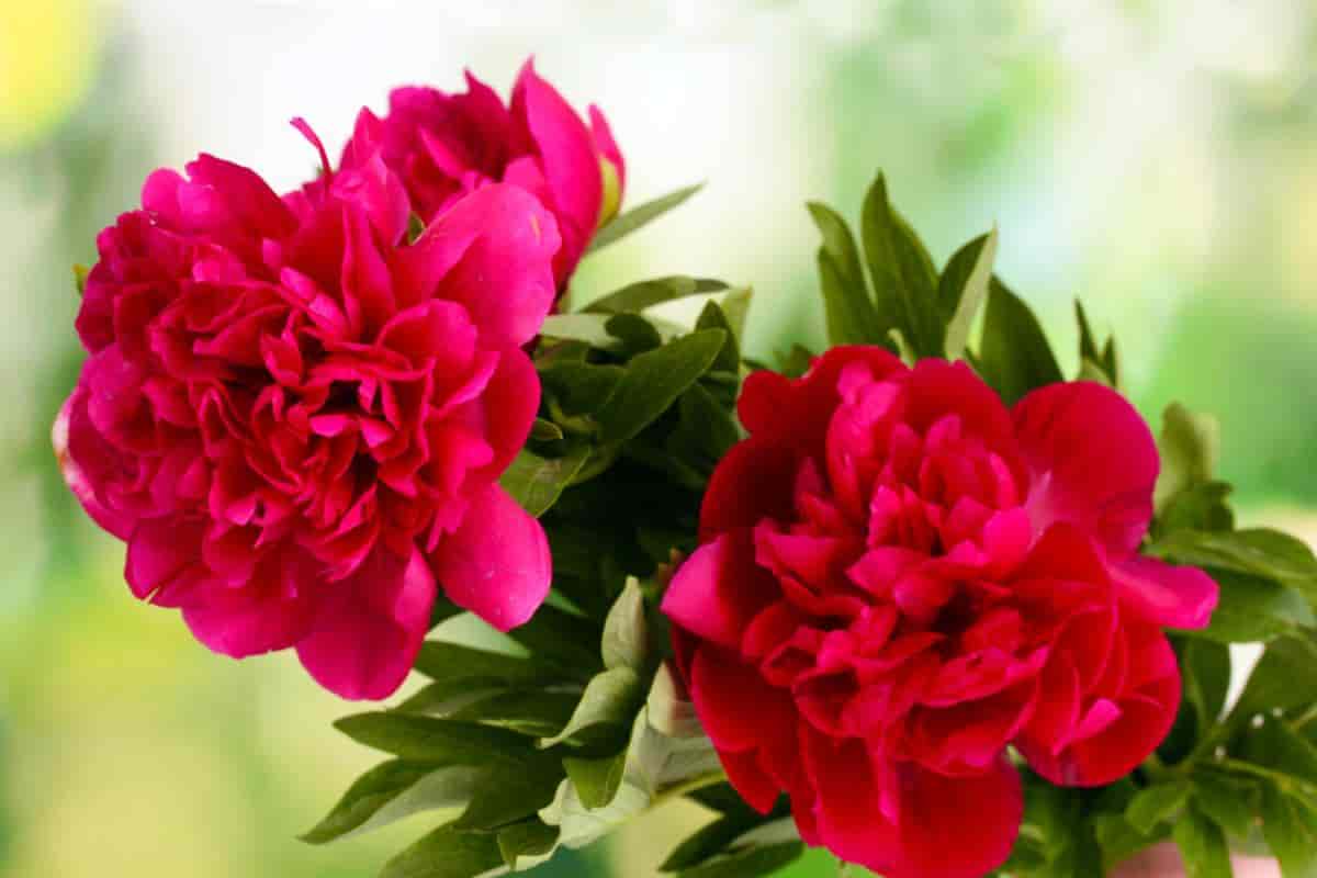 Tree Peonies