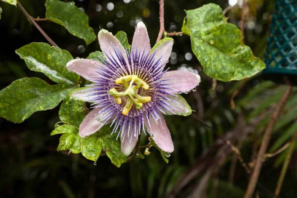 Passion Flower