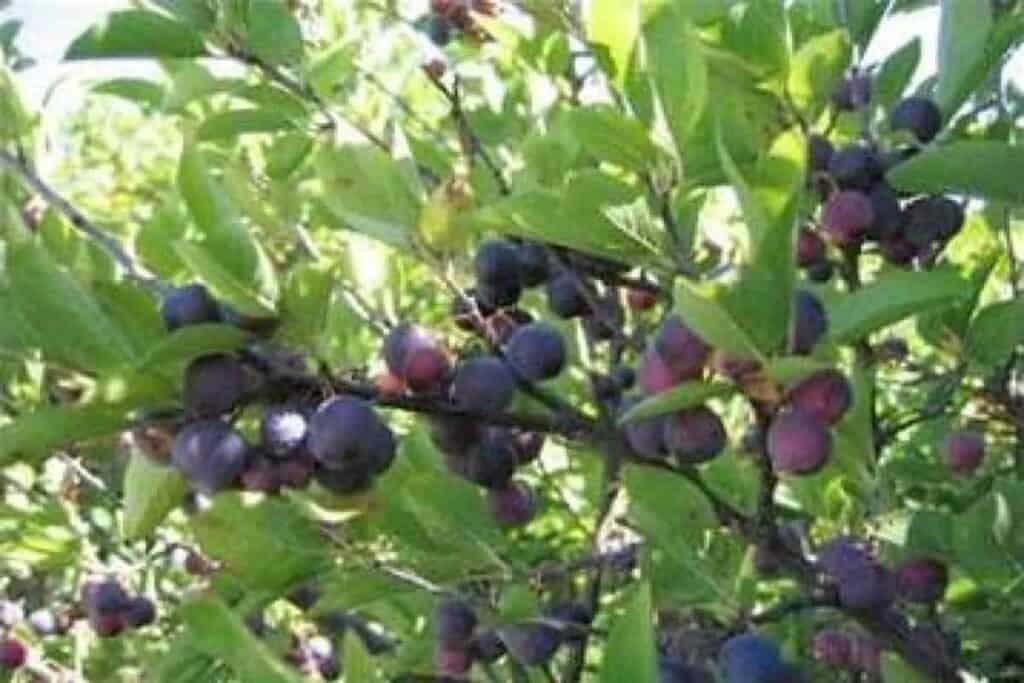 Beach Plum