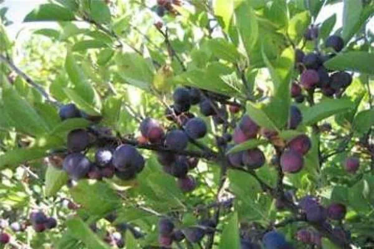 Beach Plum