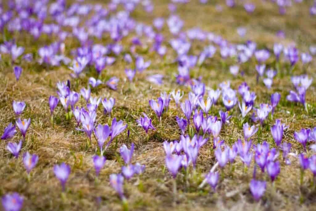Autumn Spring Bulbs