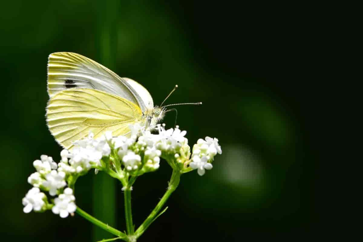 White Yellow Butterflies