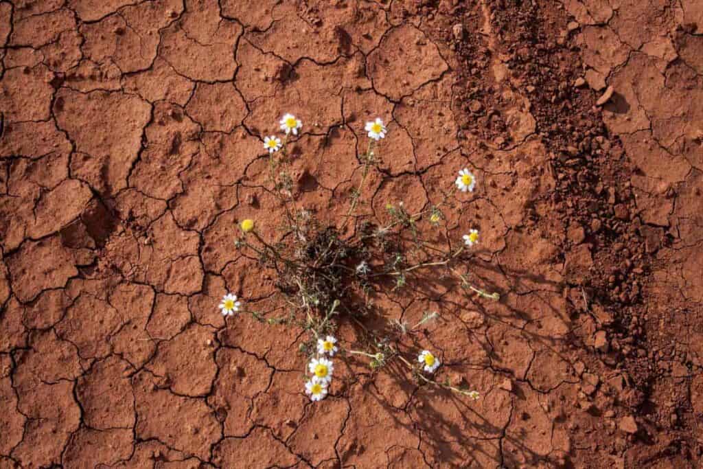 Drought Enduring