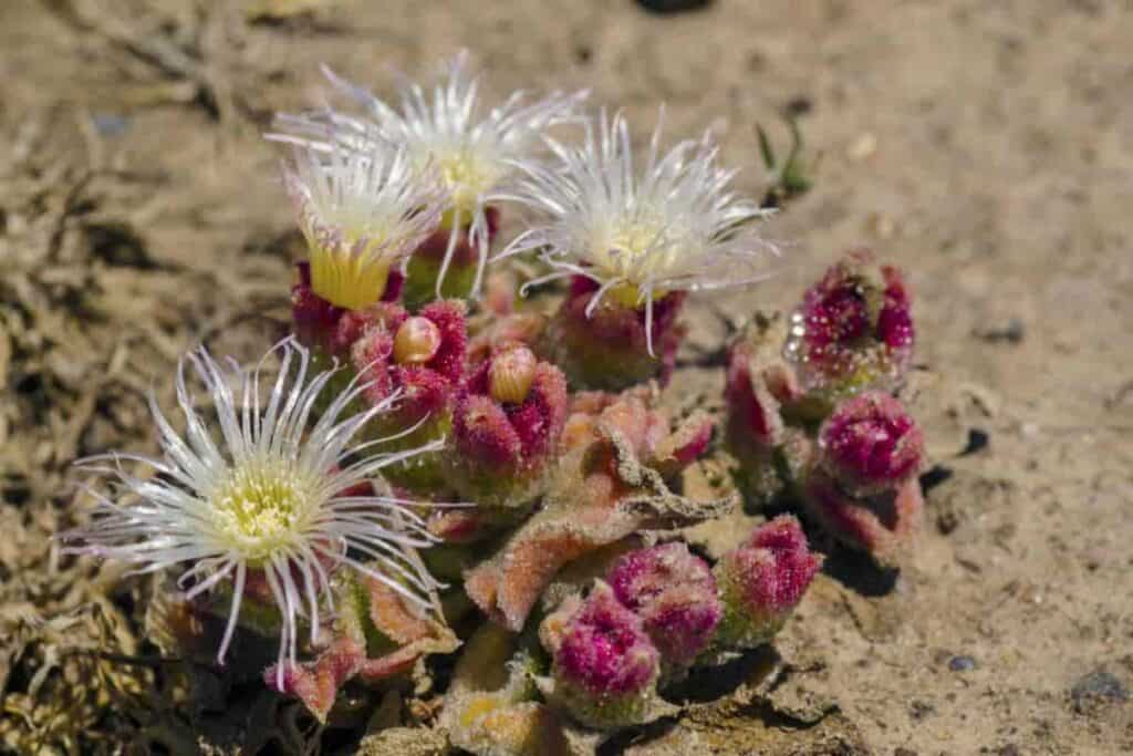 Mesembryanthemum Crystallinum
