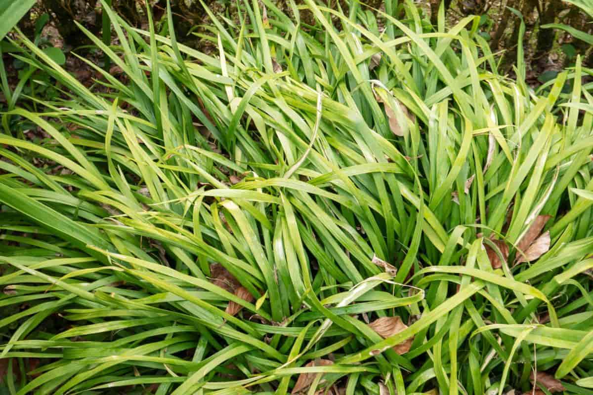 Ophiopogon Jaburan