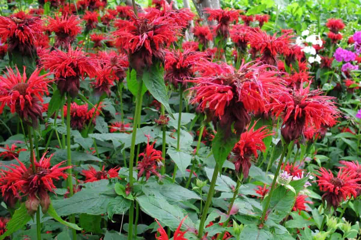 Bee Balm