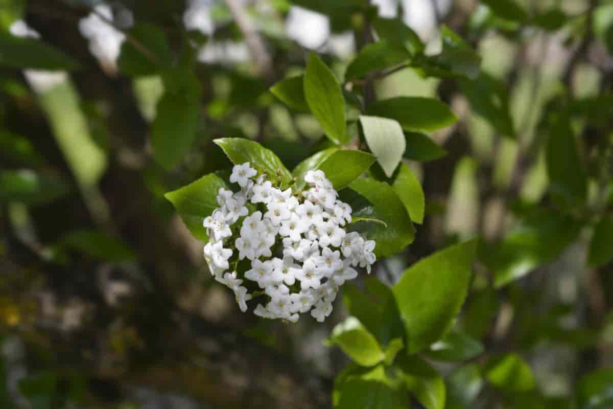 Korean Viburnum