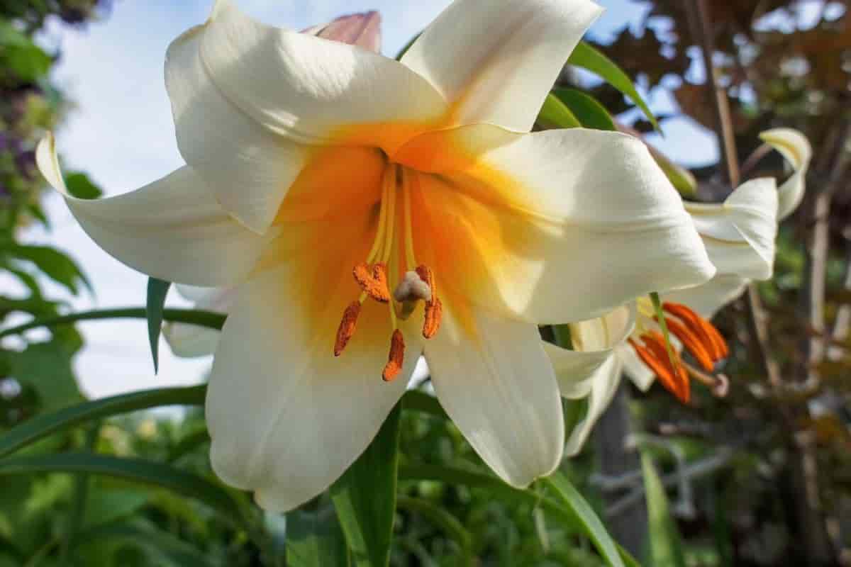 New Hybrid Lilies