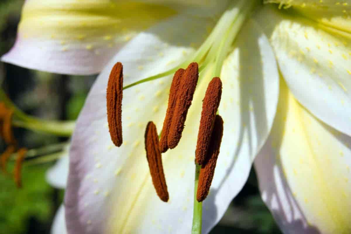 Golden Lily