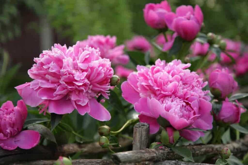 tips on growing peonies