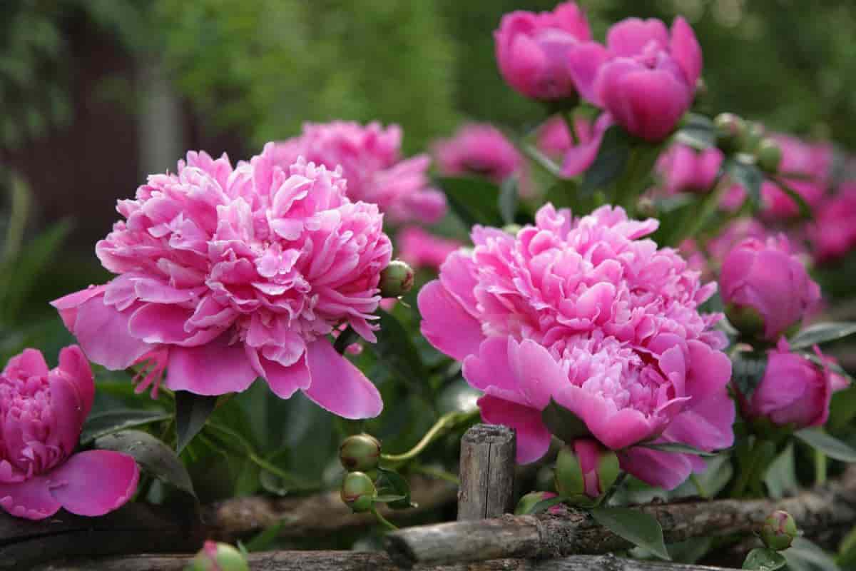 tips on growing peonies