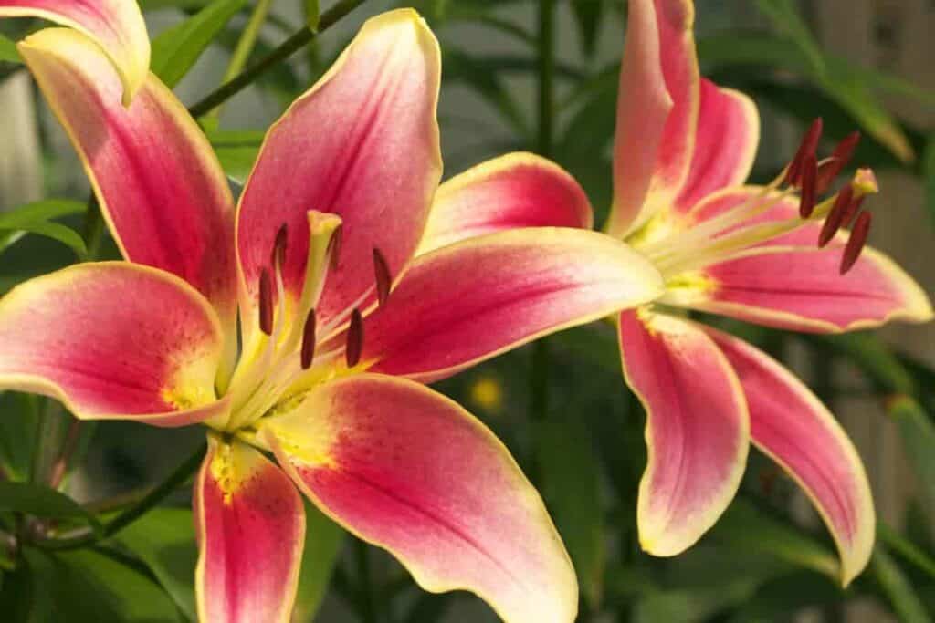 Lilies in Florida