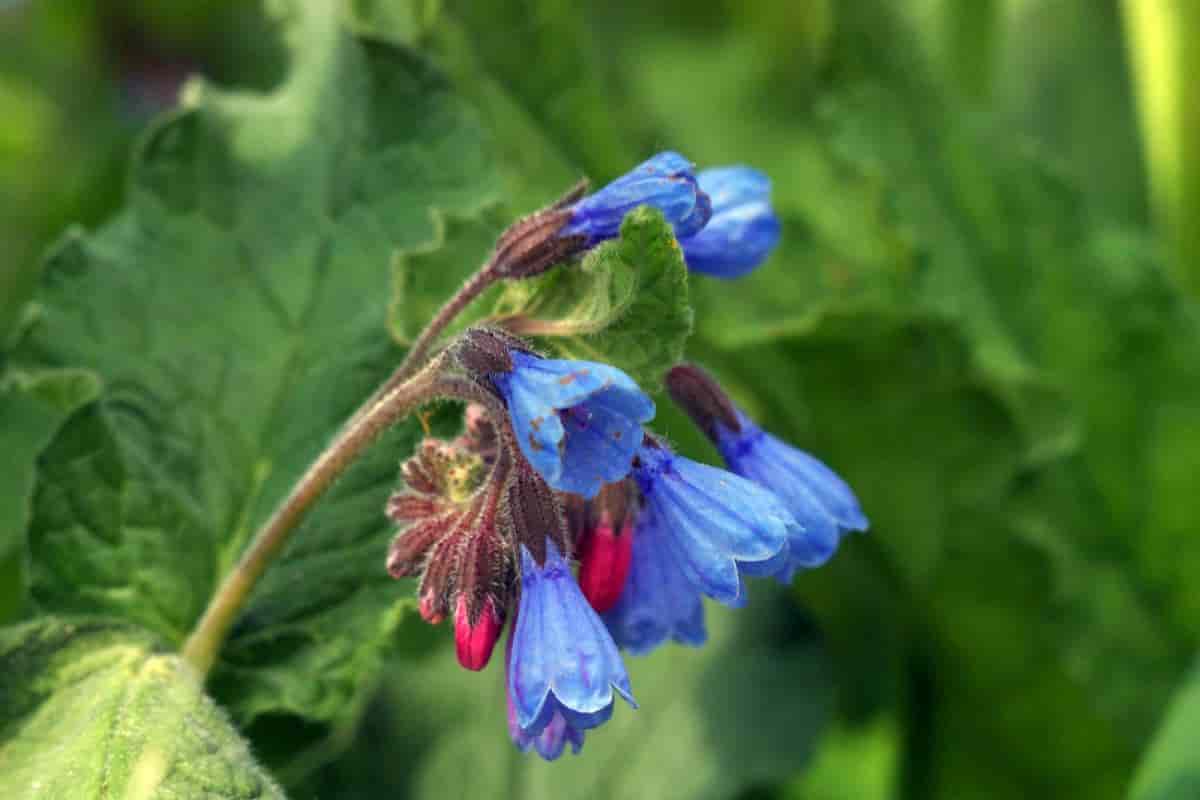 Pleasing Wildings