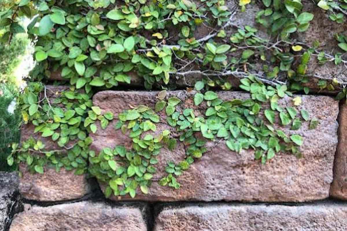 Dry Wall