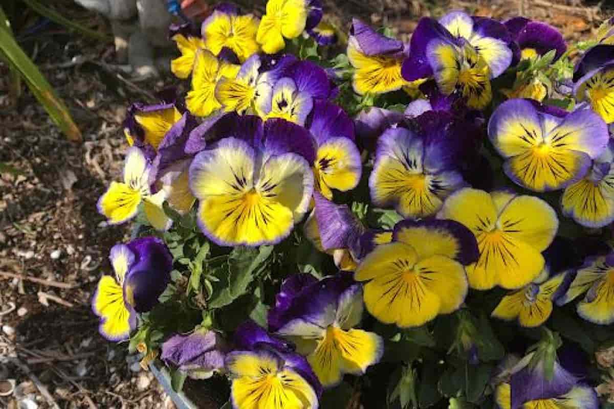 Growing Pansies