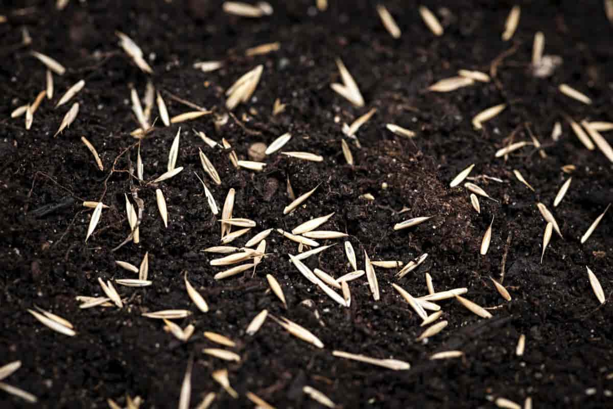 seeding a brand new lawn