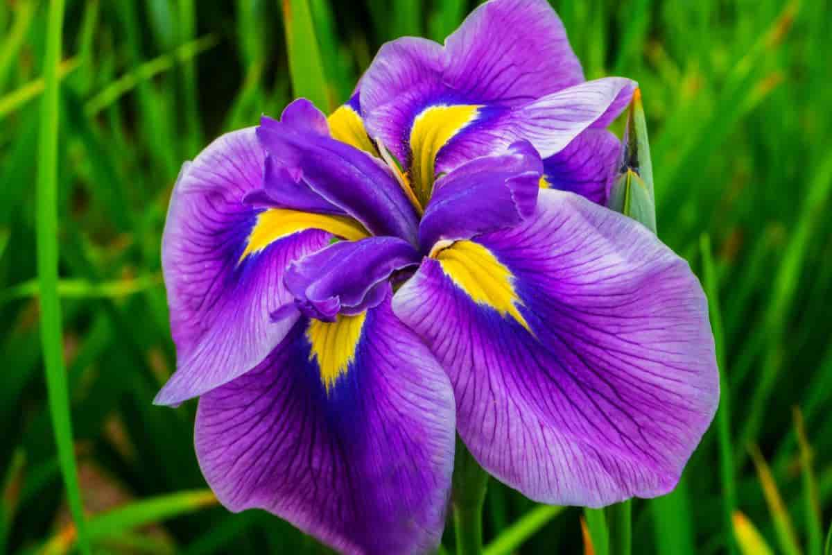 Japanese Iris