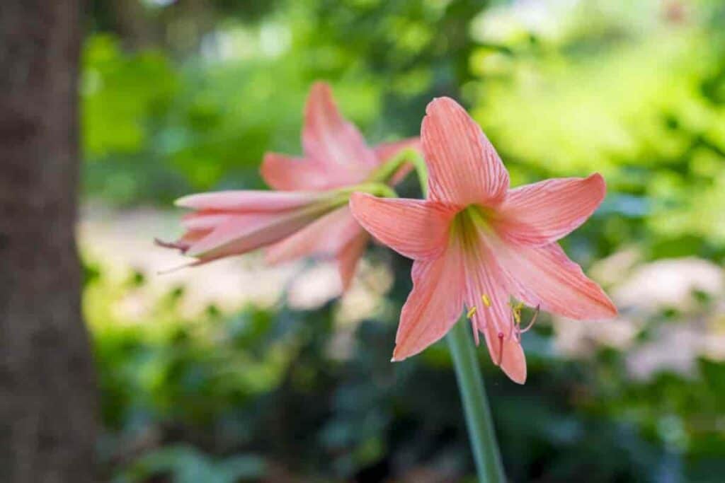 Belladonna Lily