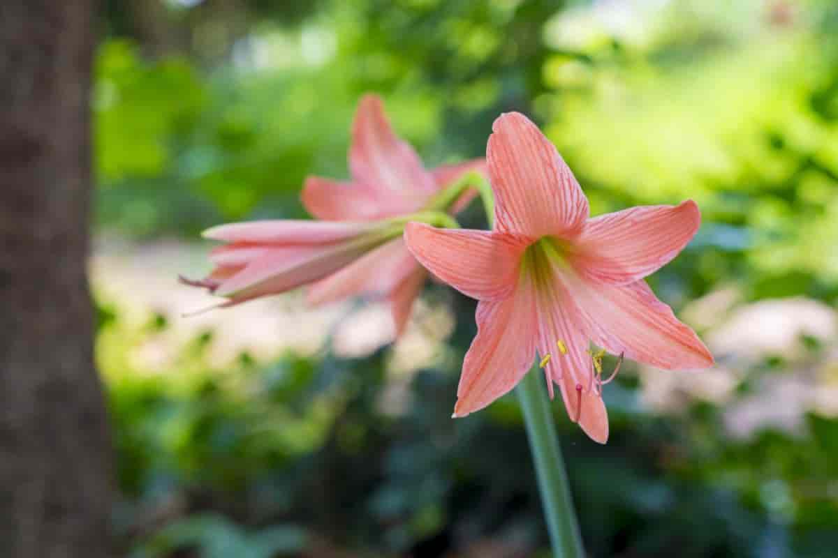 Belladonna Lily