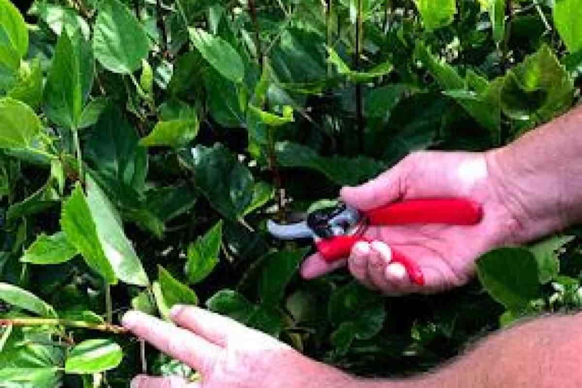 how to take cuttings