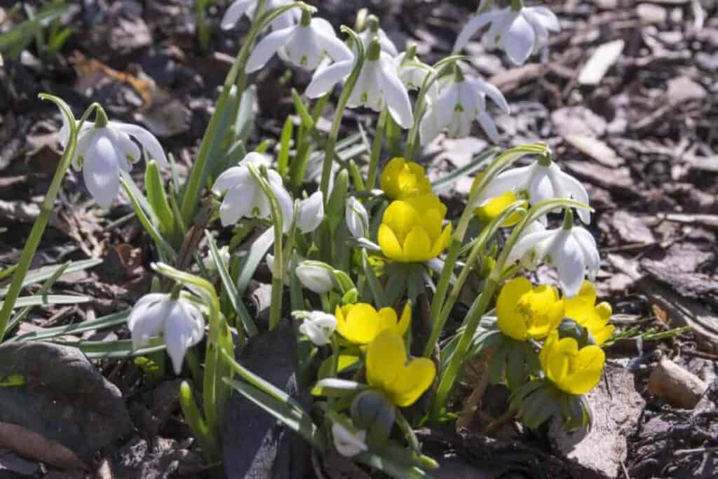 Spring Performers
