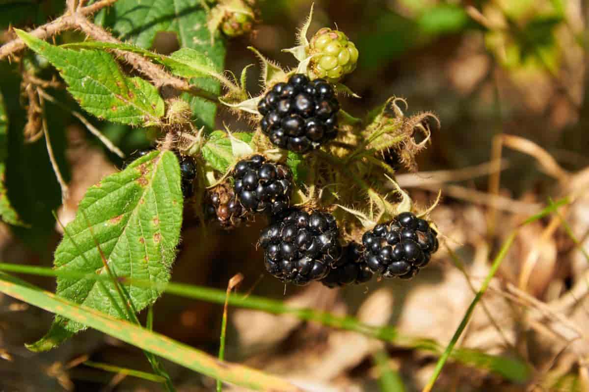 Fruit Garden