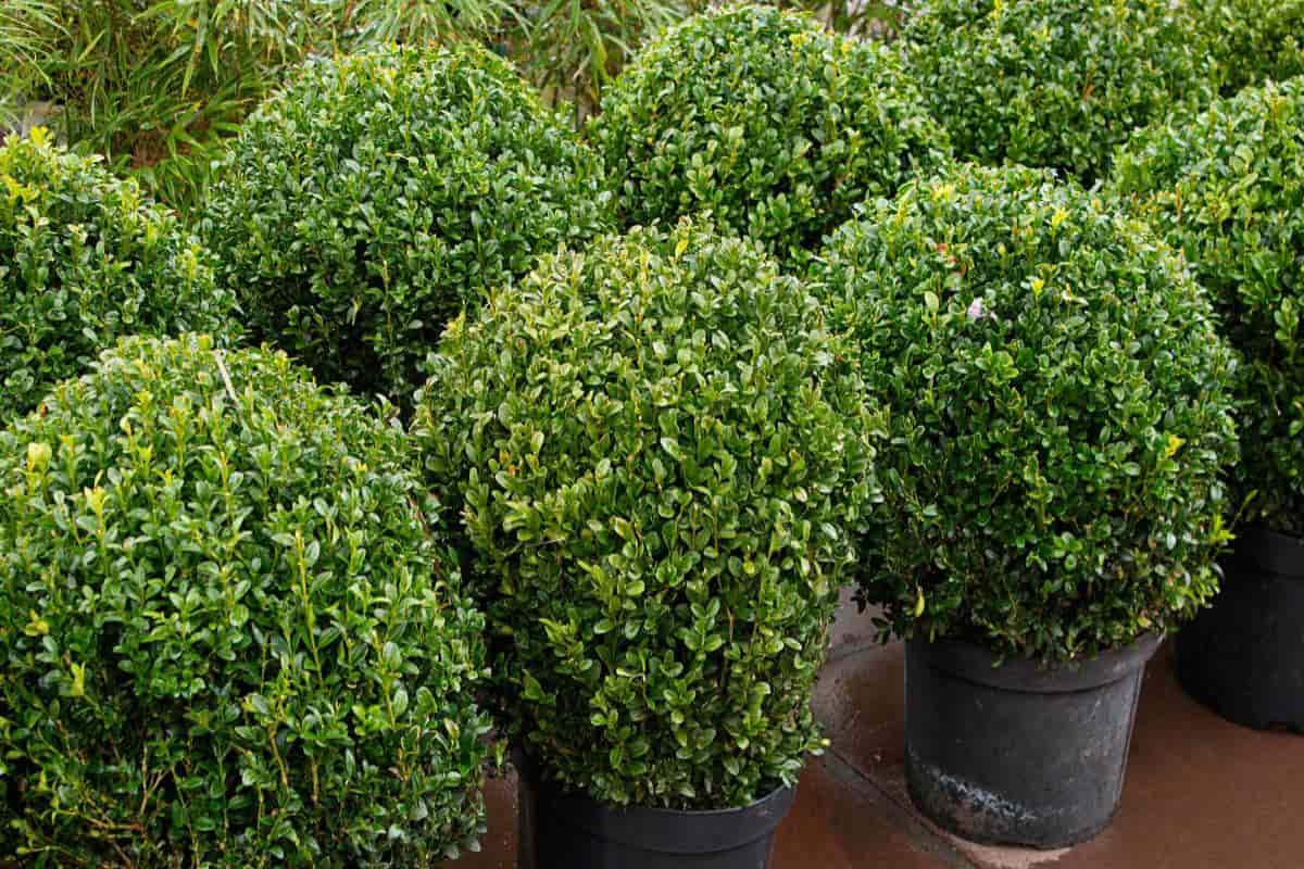 Moving Time for Shrubs