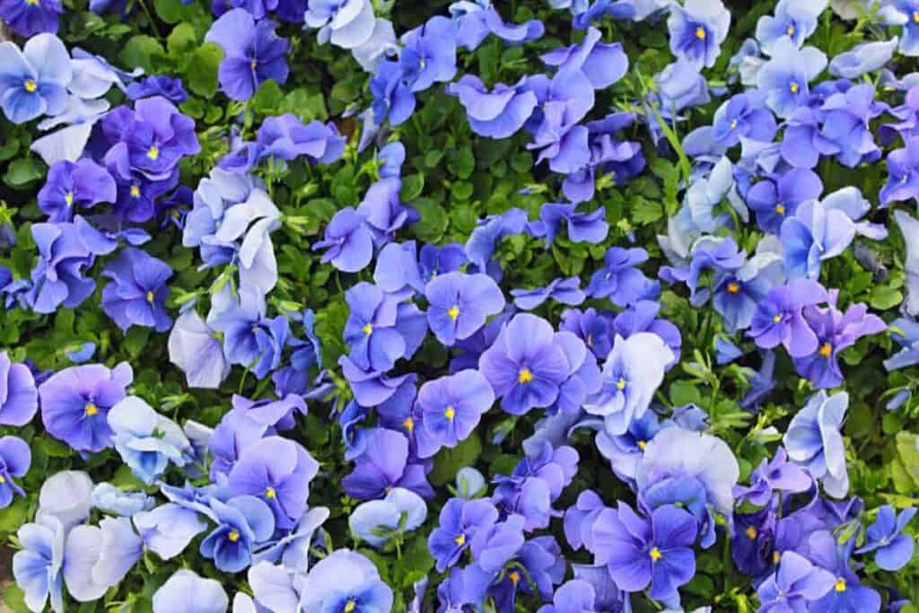 Violet Pass
