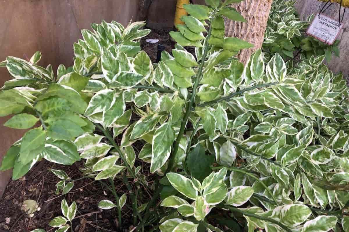 Trying Pedilanthus