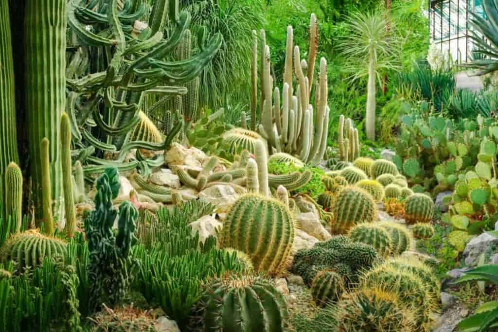 Rock Garden