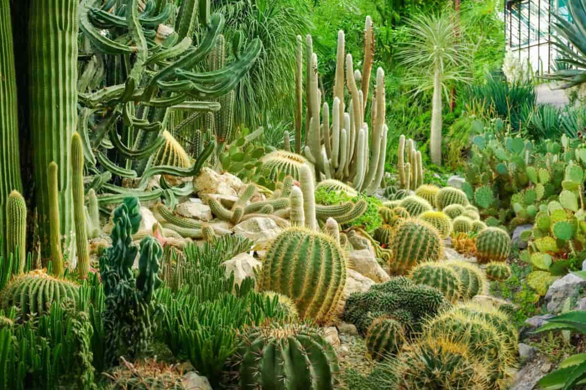 Rock Garden