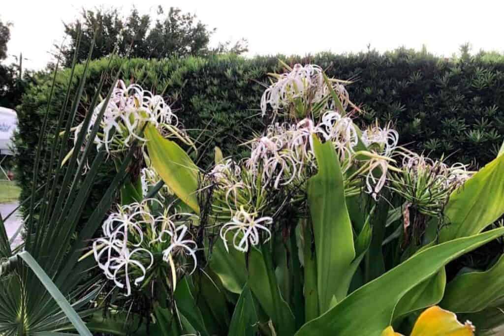 Acquainted With Crinums