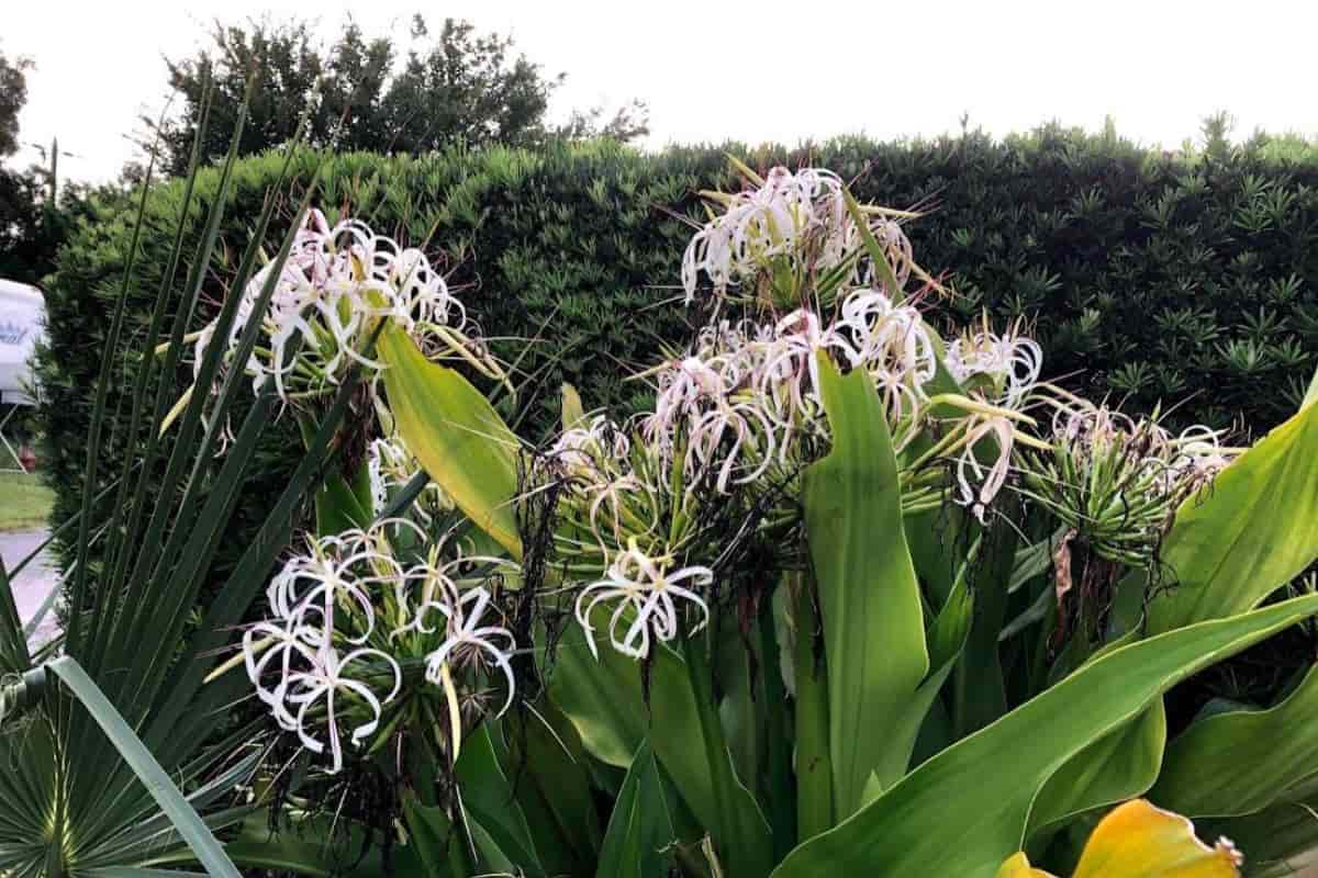Acquainted With Crinums