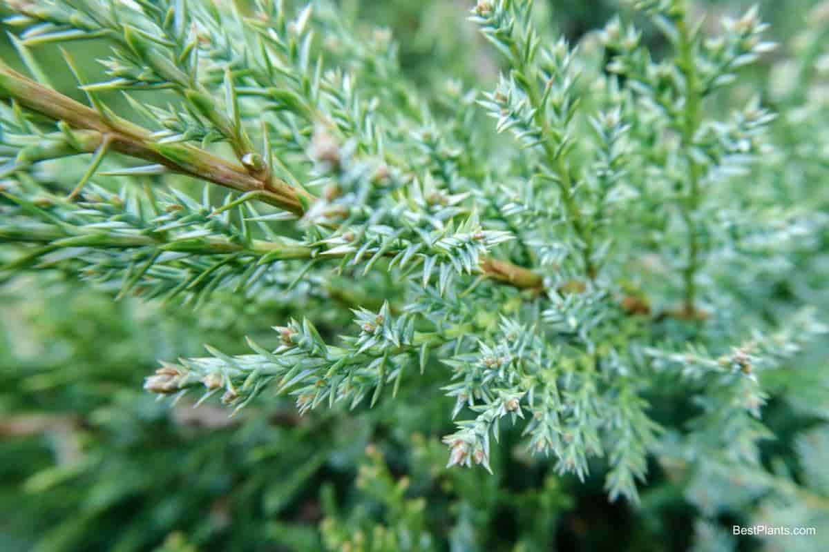Growing Chinese Column Juniper